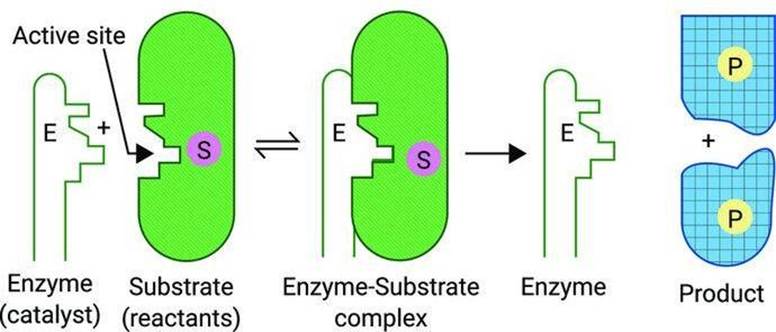 Important Formulas: Surface Chemistry - Chemistry | SATHEE JEE