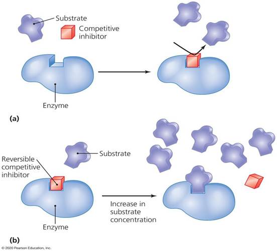 Competetive inhibition of enzyme activity