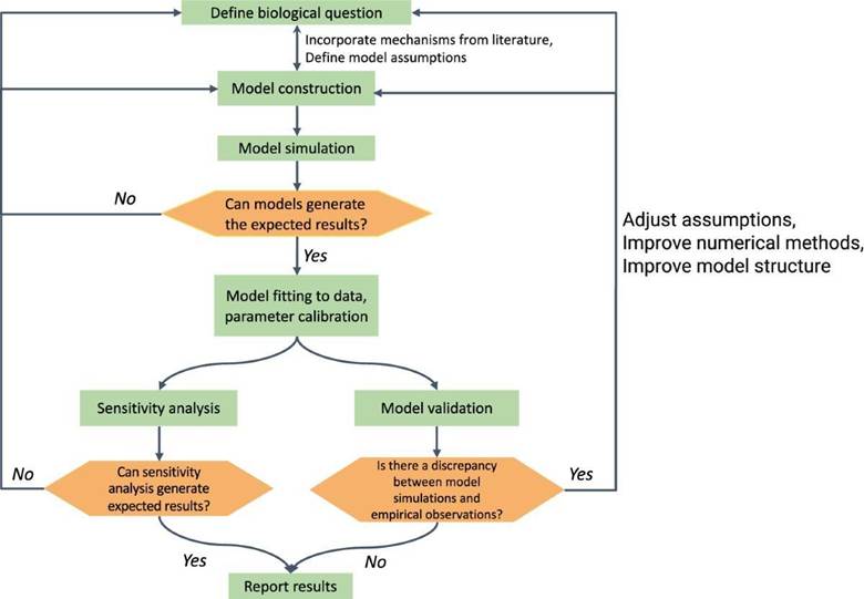 A comprehensive review of computational cell cycle models in guiding cancer treatment strategies | npj Systems Biology and Applications