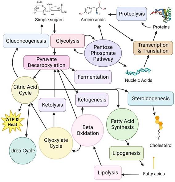 Metabolic Enzymes Screening and Profiling Services